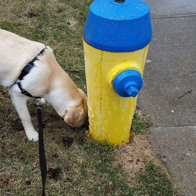 dog sniff hydrant