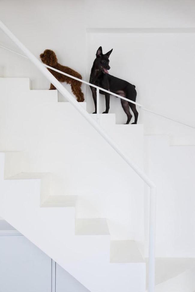 dog staircase 2