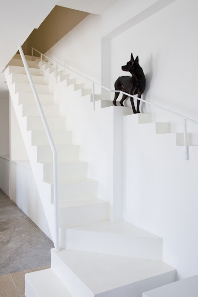 dog staircase 4