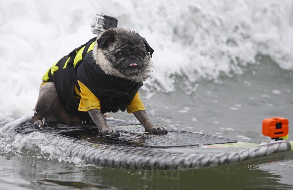 A pug named Brandy competes, August 1, 2015. REUTERS/Mike Blake