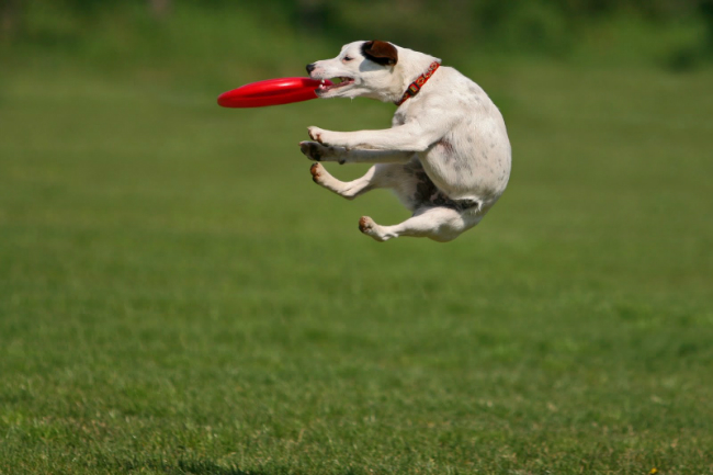 dog-with-frisbee