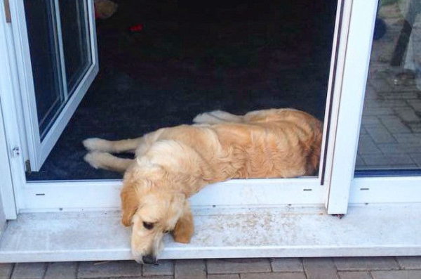doorway lounge by pippa_the_golden