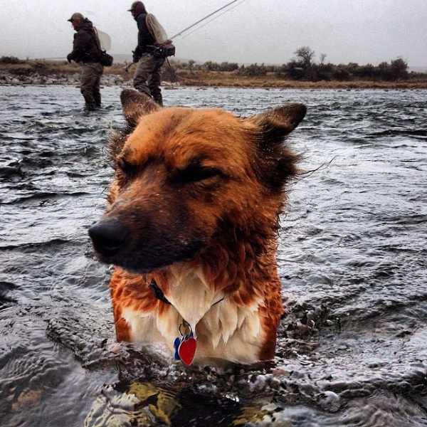 fishing dog in colddd water