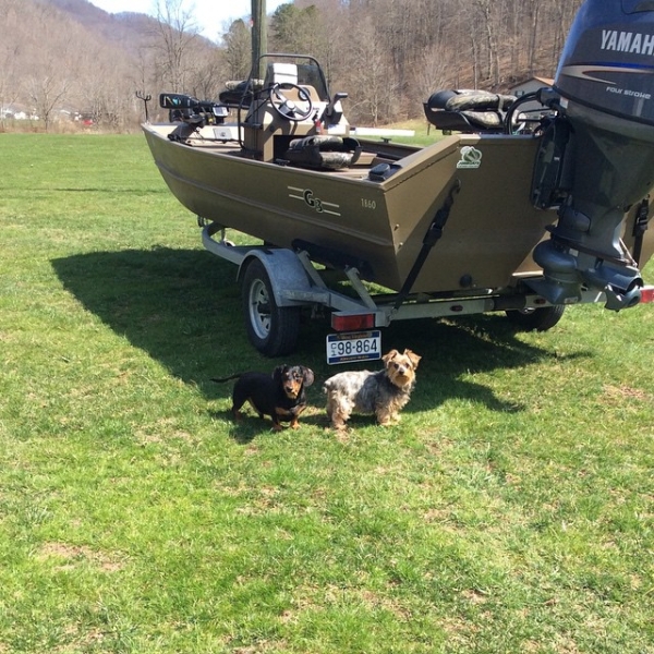 lets go on the boat dogs
