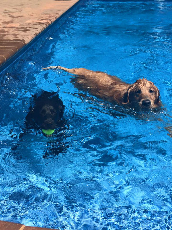 new pool dog