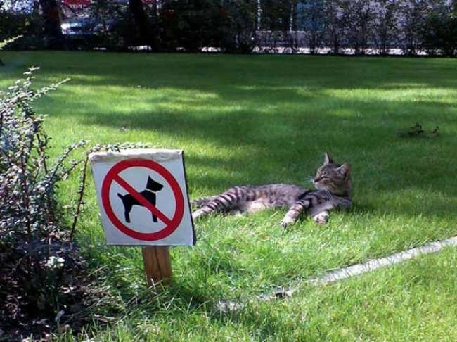 no_dogs_on_the_grass_cat