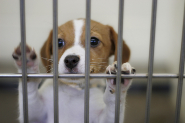 puppy in shelter