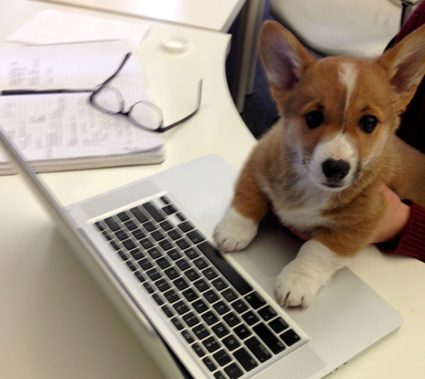 office dog new