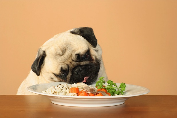 paleo-dog-food-diet2
