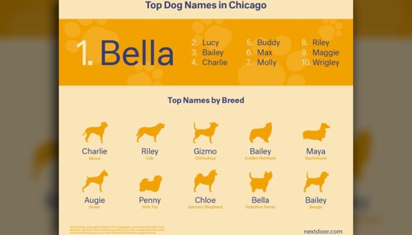 pet-names-chicago