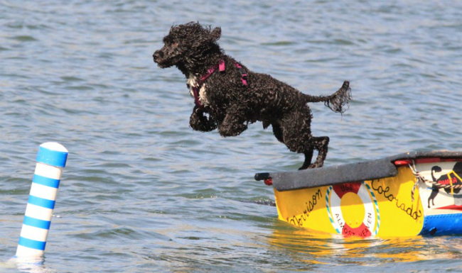 portuguese_water_dog_chatfield_state_park