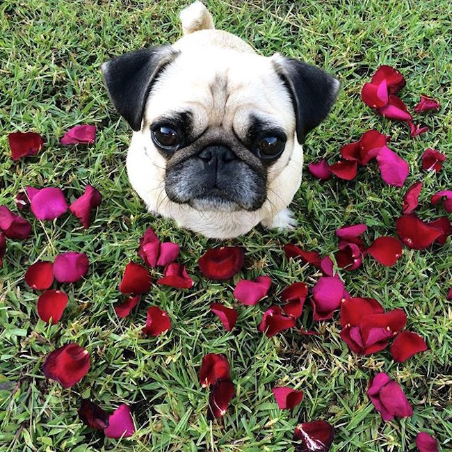 pug with rose petals