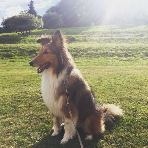 Shetland Sheepdog. A pup that's as clever as a cat, and as loving as a dog. Shetlands have the balanced needs of independence and extreme snuggles.