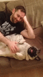sneeze-pug-sneeze-in-the-face