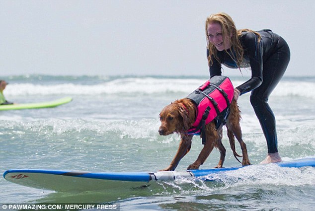 surf2B1CC02200000578-0-Surf_s_up_Ricochet_the_golden_retriever_helps_amputees_and_peopl-m-12_1438788082987