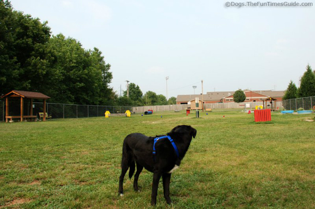 tenor-scoping-out-the-dog-park