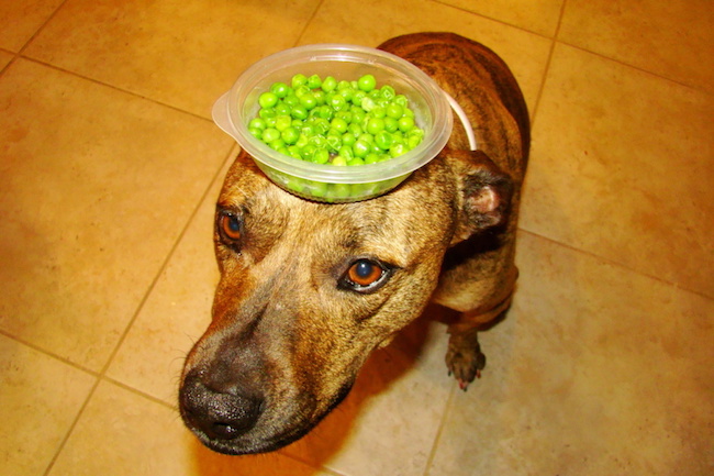 food on dog