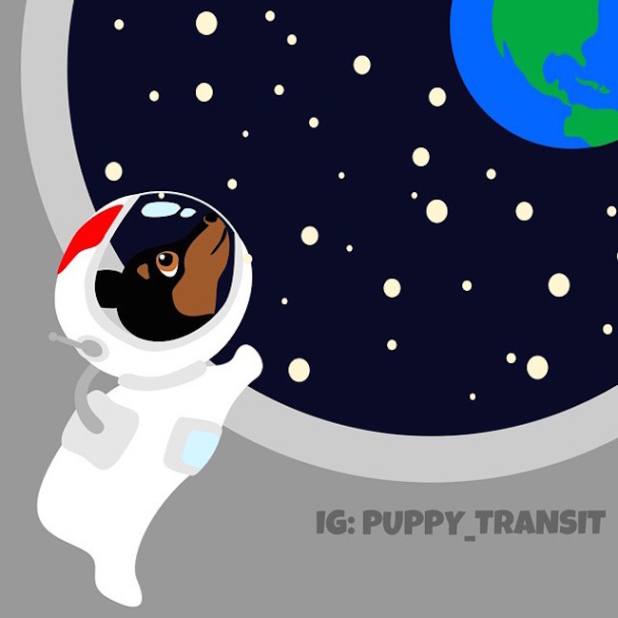 puppy transit