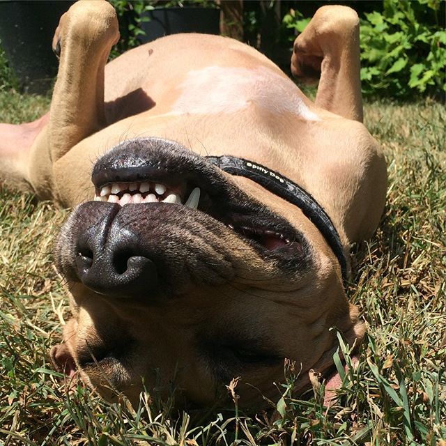 upside down pit bull
