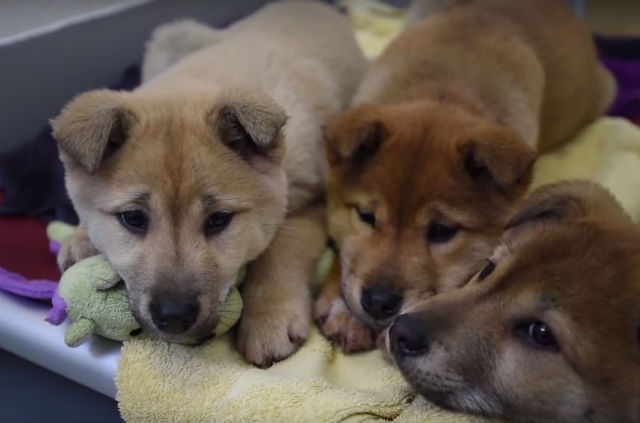 57 korean meat dogs rescue