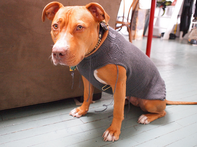 Does Your Dog Really Need To Wear A Jacket? - Bark Post