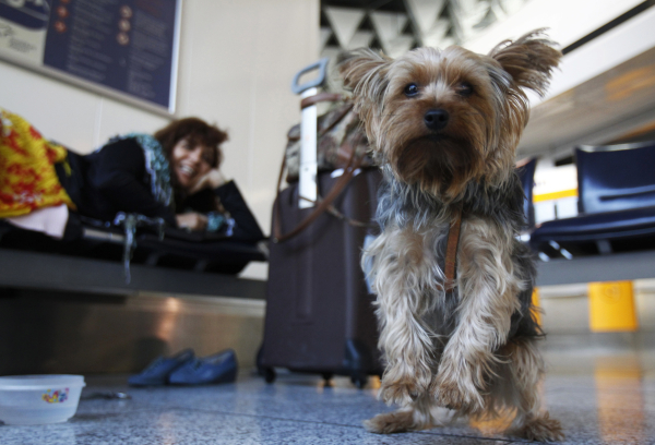 Woman rests on a bench with her dog as she waits for their flight at the main terminal of Frankfurt's airport
