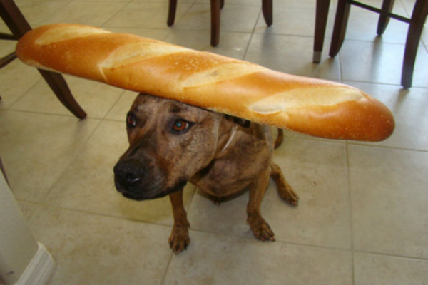 dog with bread