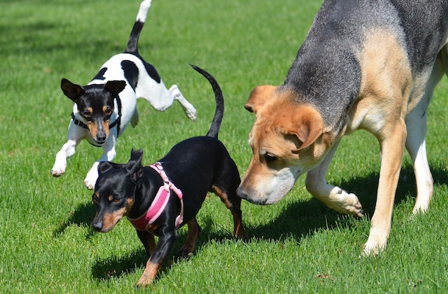 Wagaroo Dogs