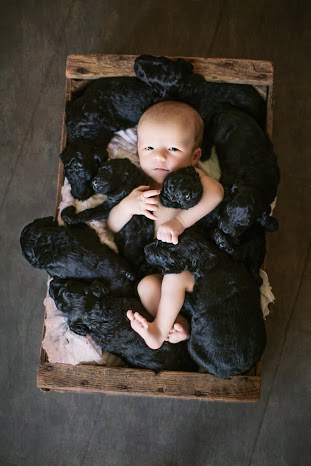 baby and puppies 3