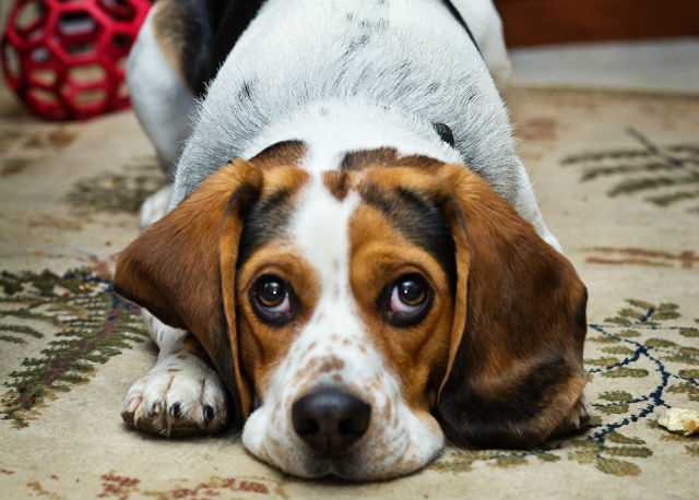 beagle ears