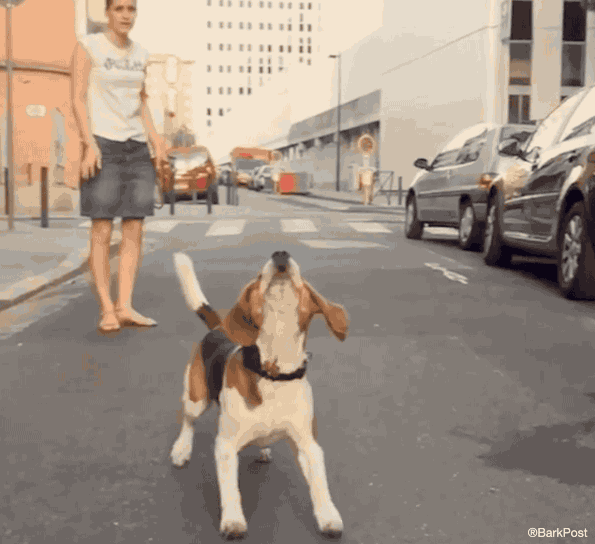 beagle jump