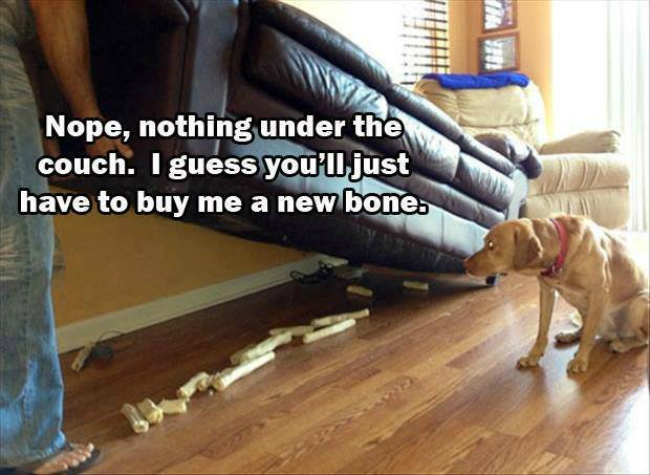 bones-dog-funny-couch