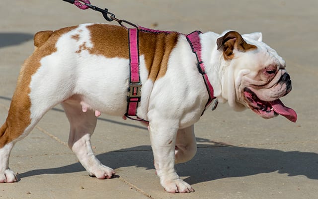 bulldog on a walk wearing a harness