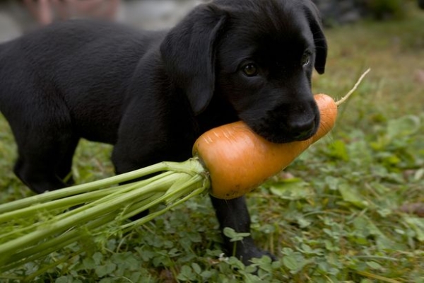 dog-and-carrot