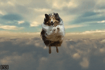 dog-flying0gif