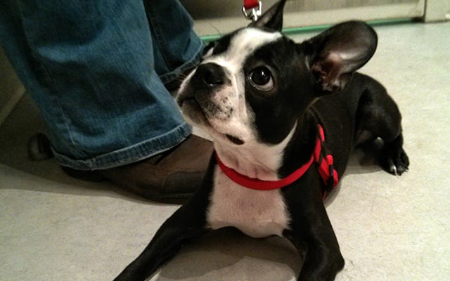 boston terrier wearing a harness at the vet