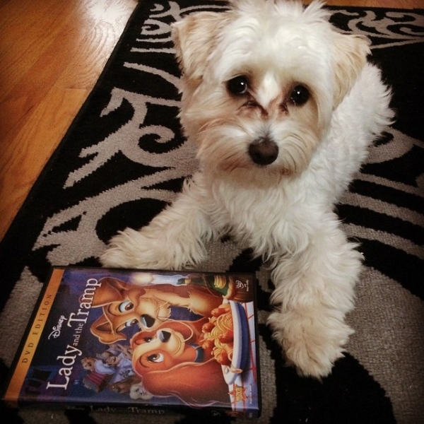 dog-movie-names-3