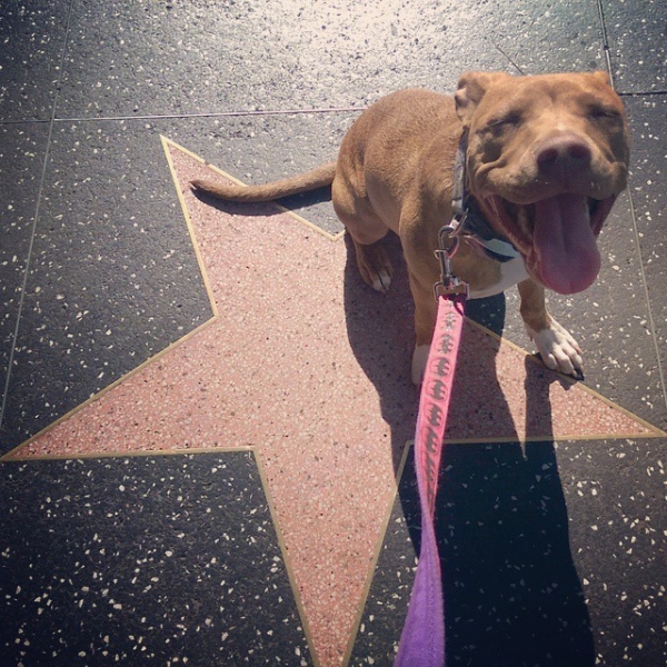 dog-movie-names-4