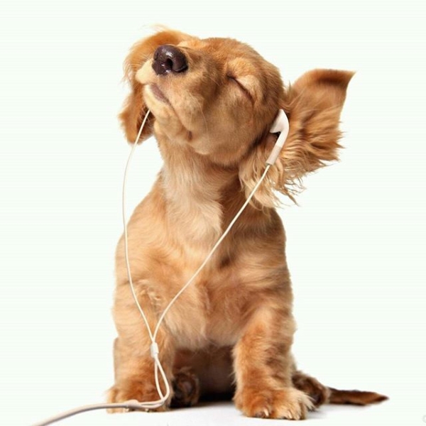 dog-music