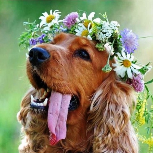 dog-nature-names