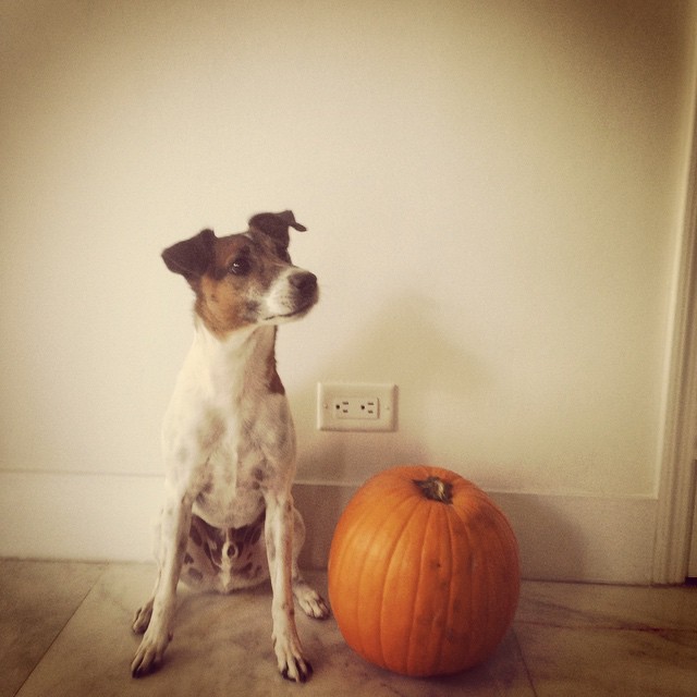 dog-pumpkin