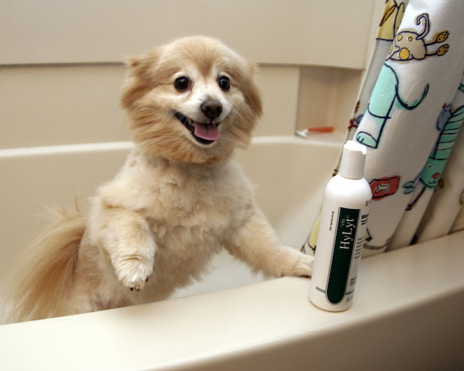 dog with shampoo bottle