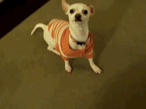 dogcoatsweater1