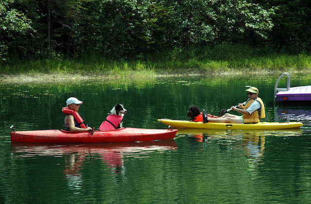dogs-kayaking