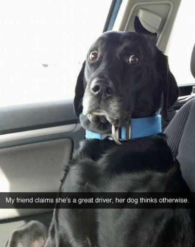 15 Funny Snapchat Pics That Only Dog Lovers Can Appreciate - BARK Post