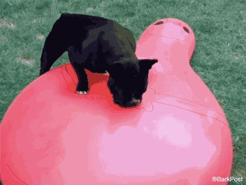 frenchie water balloon