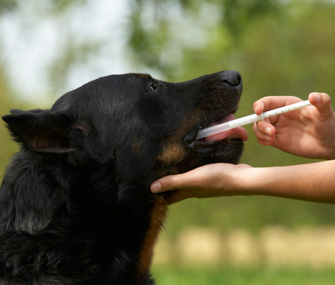 giving-a-dog-medicine-alamy-b0kxm7