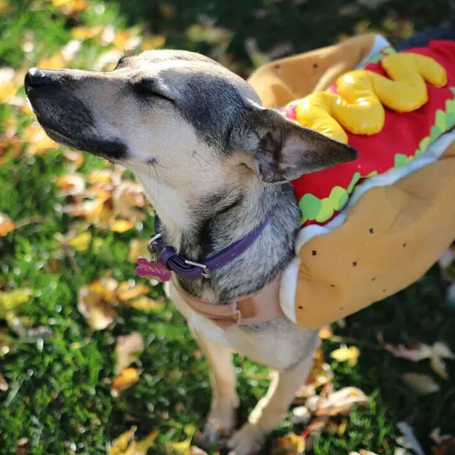 hotdog-costume