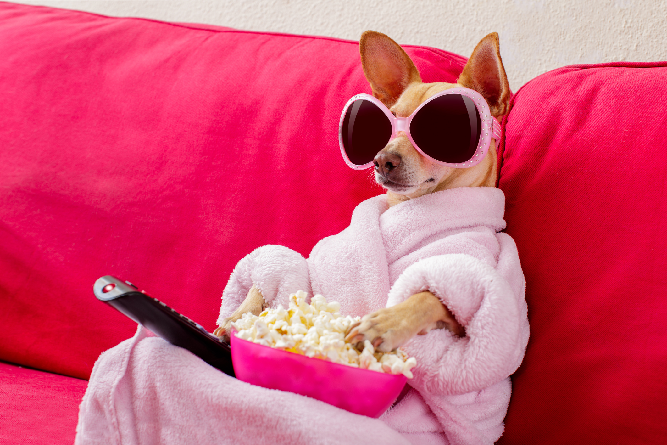 101 Movie Inspired Dog Names BARK Post