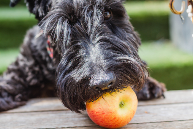 scottie dog with apple